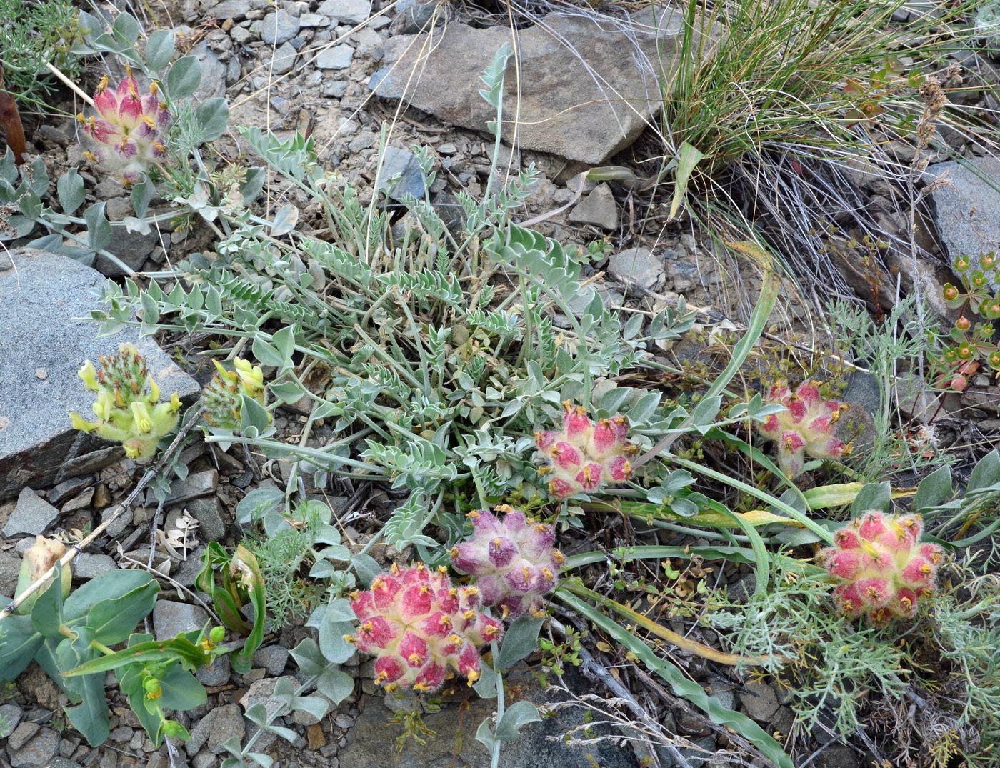 Image of Astragalus ellipsoideus specimen.