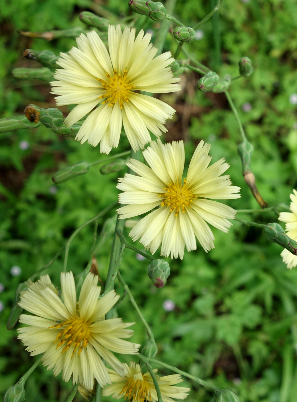 Image of Lactuca indica specimen.