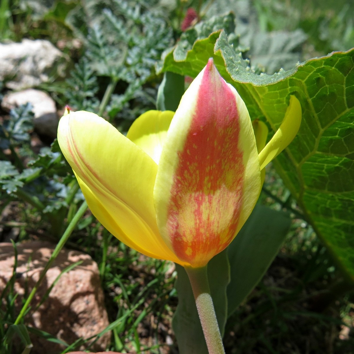 Изображение особи Tulipa dubia.