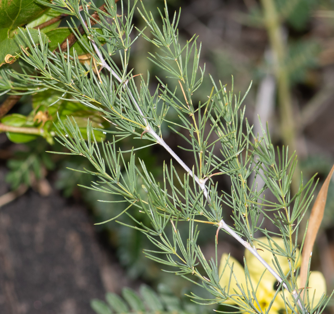 Изображение особи Asparagus nelsii.