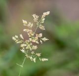 genus Polypogon. Соцветие. Перу, г. Лима, ботанический сад Национального Аграрного университета. 07.10.2019.