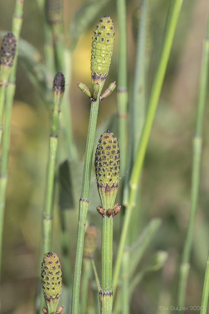 Image of Equisetum ramosissimum specimen.