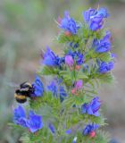 Echium vulgare