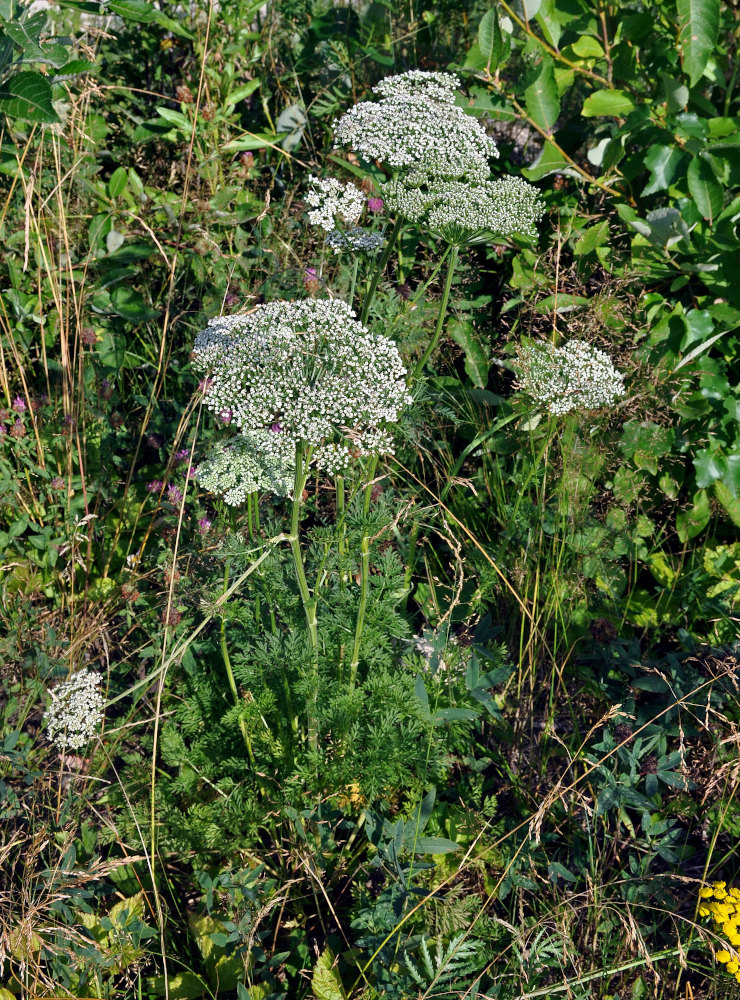 Изображение особи Selinum carvifolia.