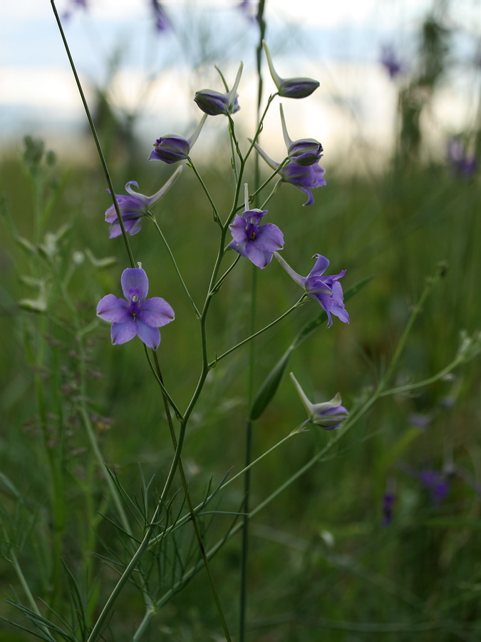 Image of Delphinium consolida specimen.