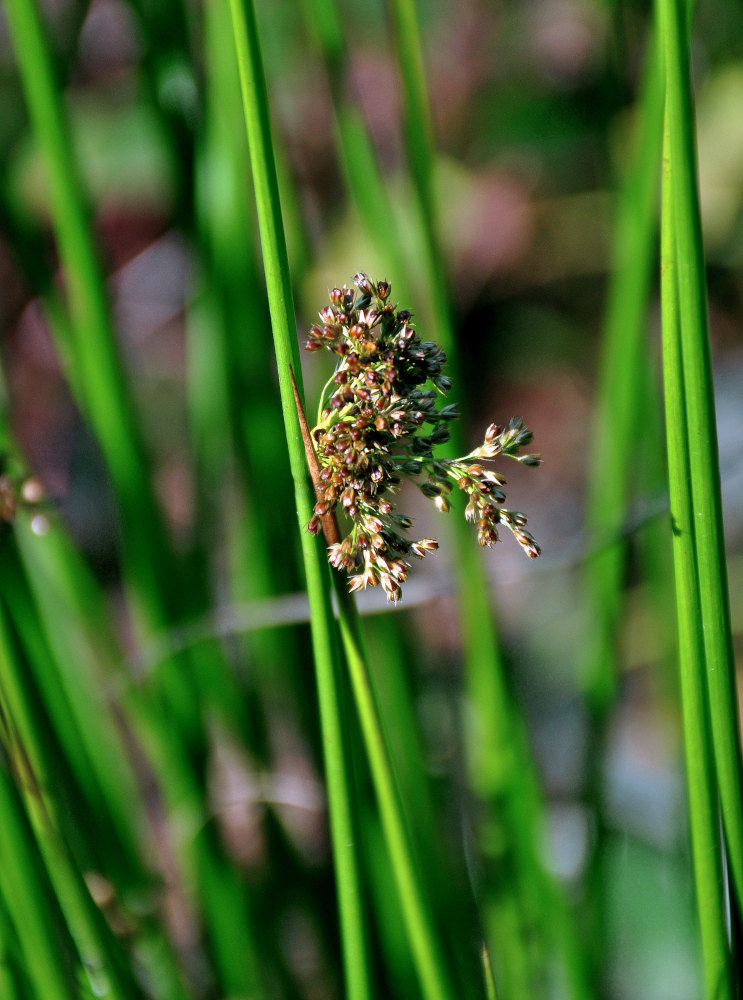 Изображение особи Juncus effusus.