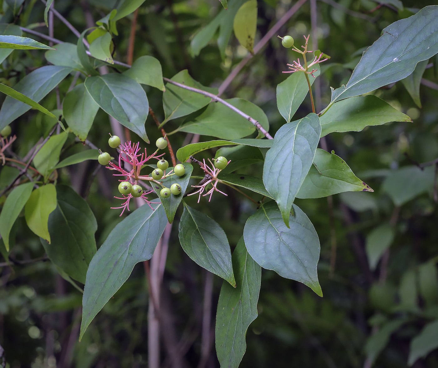 Image of Swida racemosa specimen.