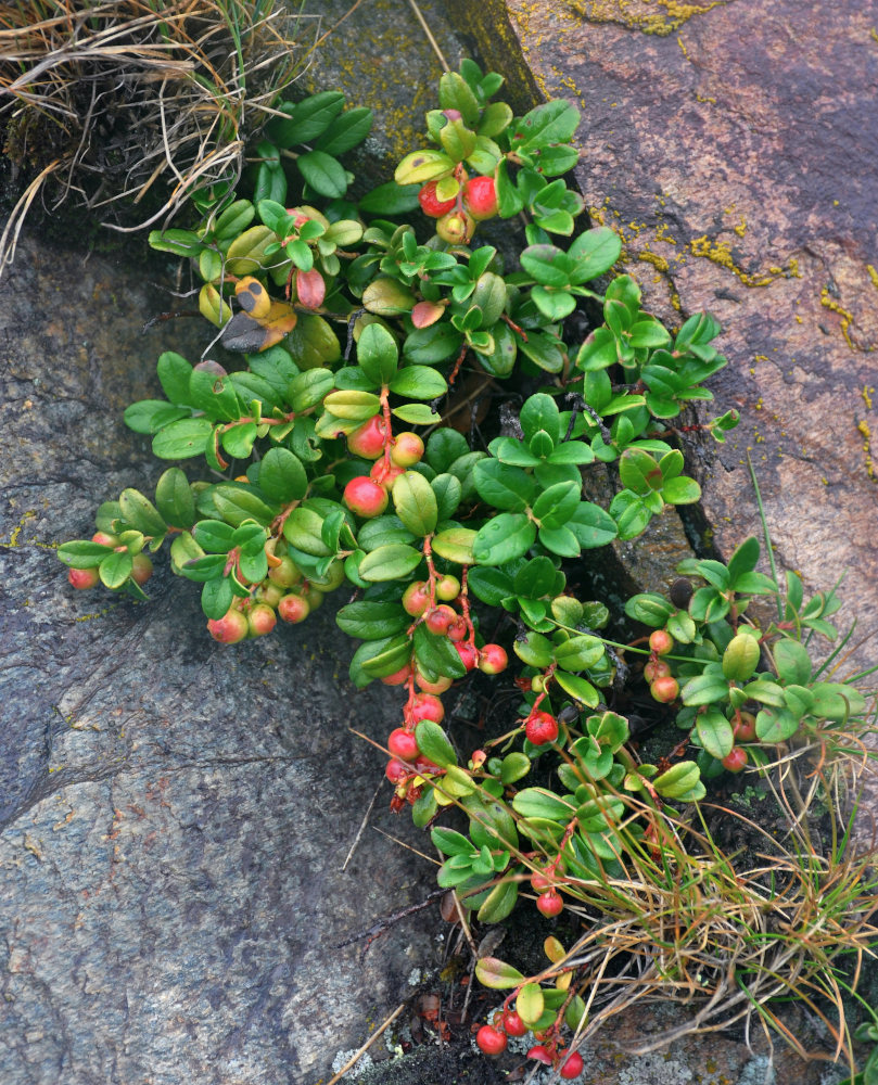 Изображение особи Vaccinium vitis-idaea.