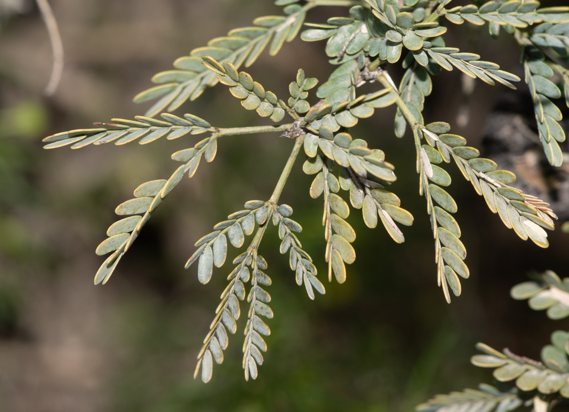 Image of Vachellia hebeclada specimen.