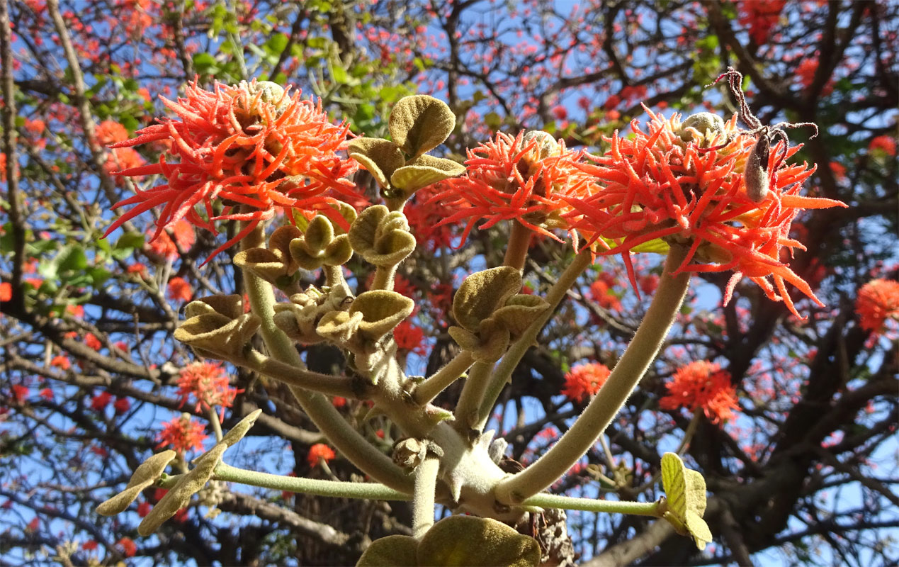 Изображение особи Erythrina abyssinica.