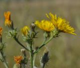 Picris hieracioides. Соцветие. Тульская обл., Плавский р-н, окр. пос. Молочные Дворы, балка, суходольный луг. 06.09.2020.