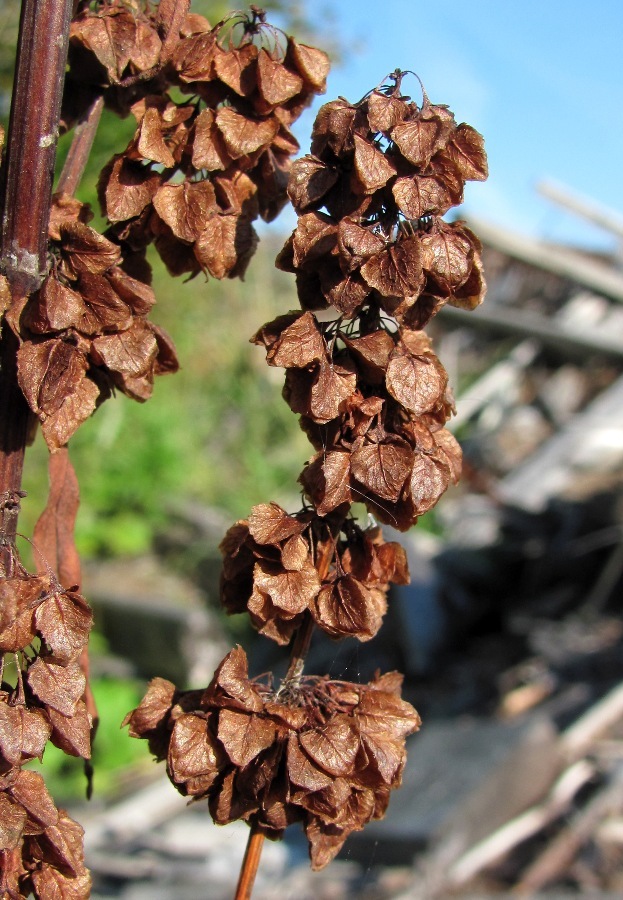 Изображение особи Rumex aquaticus.