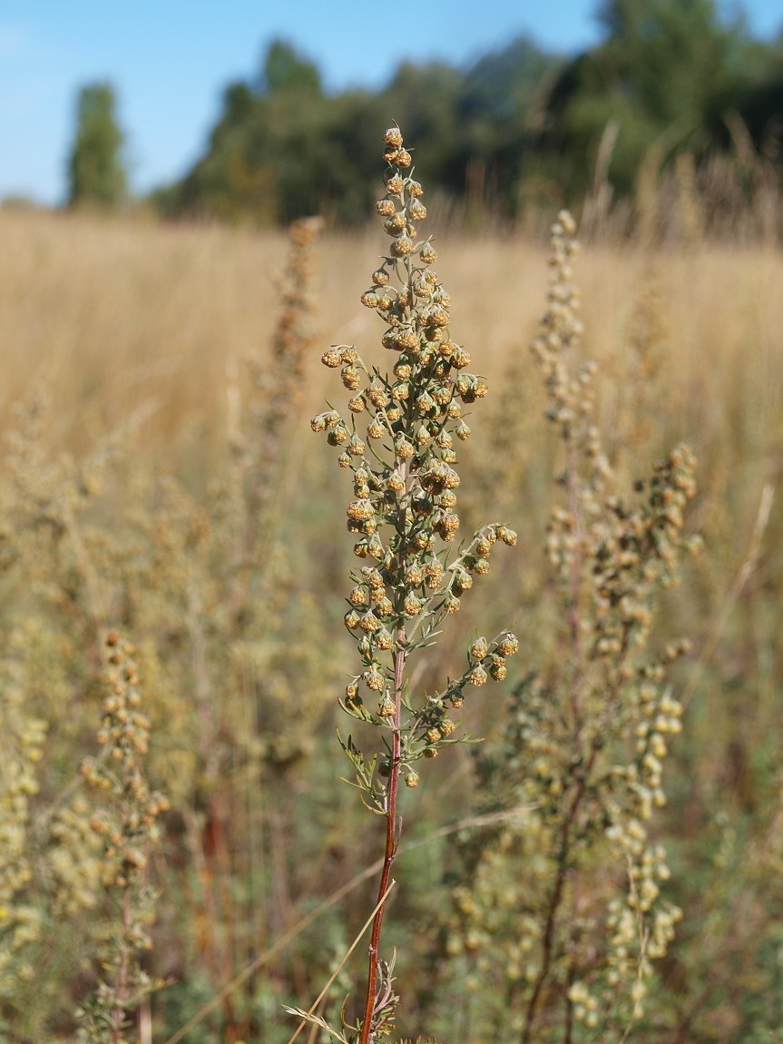 Image of Artemisia pontica specimen.