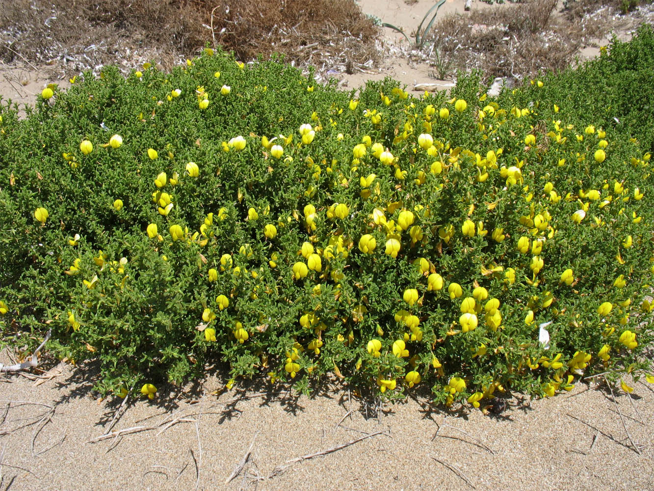 Изображение особи Ononis natrix ssp. ramosissima.