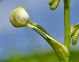 Habenaria linearifolia. Часть побега с бутоном. Приморье, Хасанский р-н, п-ов Краббе, приморский луг. 25.07.2021.