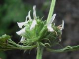 Marrubium catariifolium