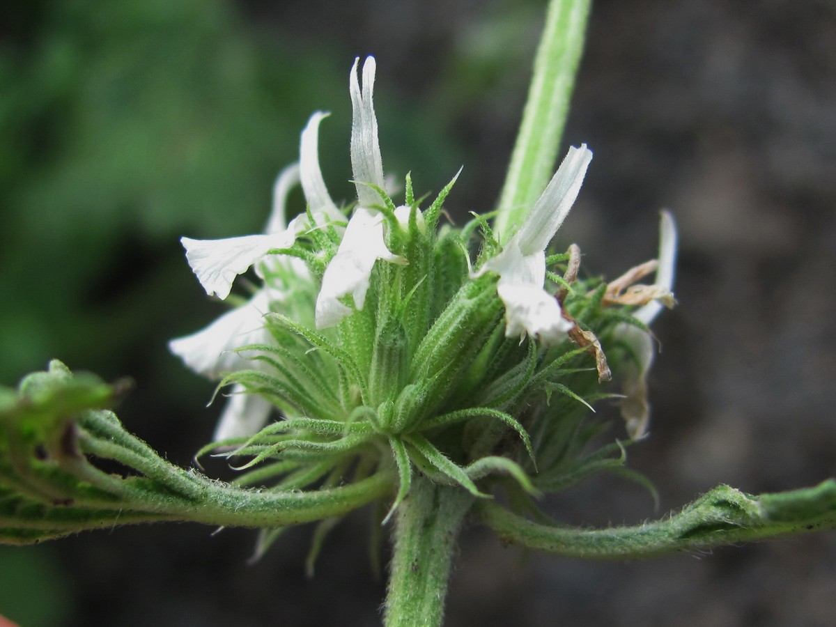 Image of Marrubium catariifolium specimen.