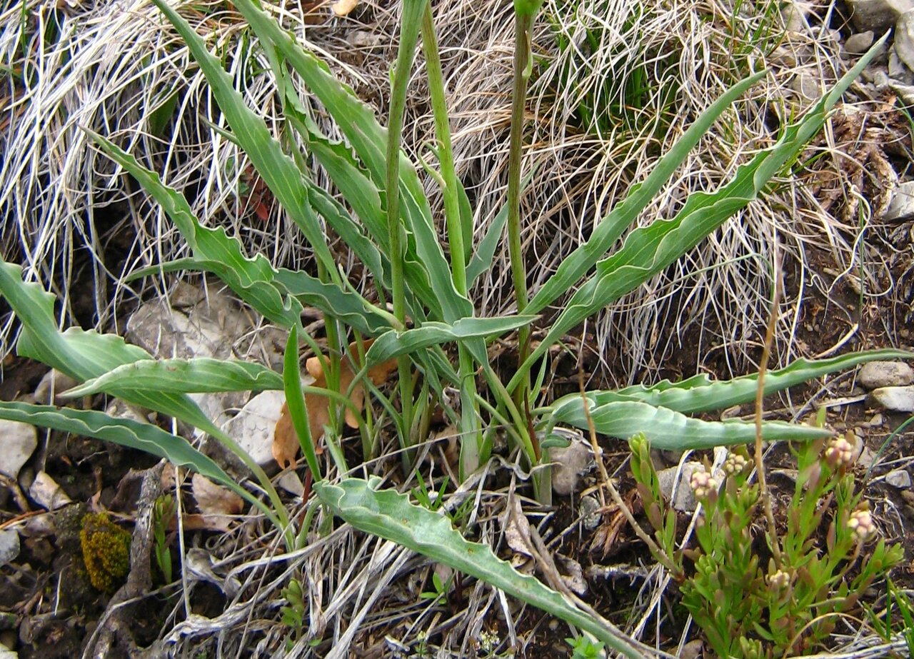 Image of Scorzonera austriaca specimen.