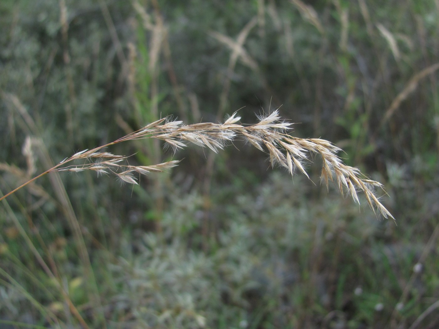 Изображение особи Trisetum rigidum.