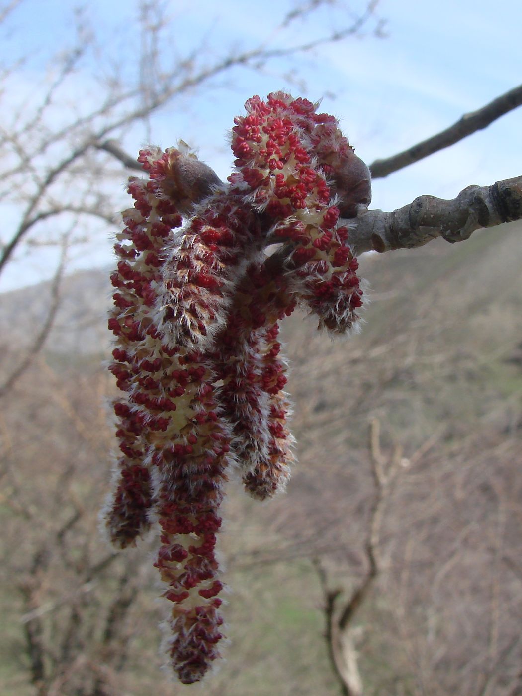 Изображение особи Populus alba.