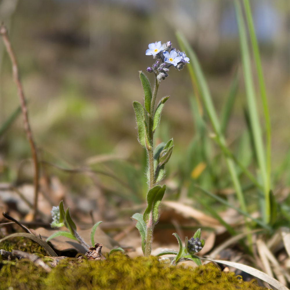 Image of Myosotis lithospermifolia specimen.