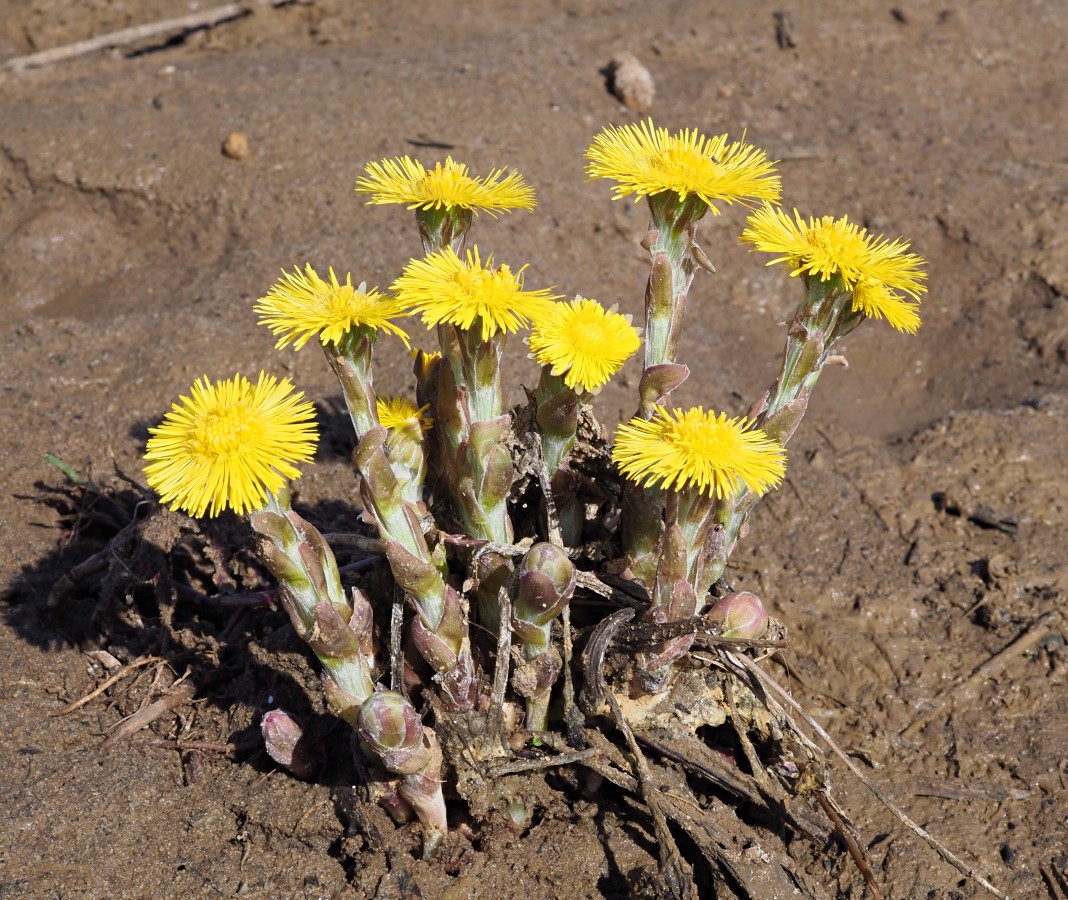 Image of Tussilago farfara specimen.