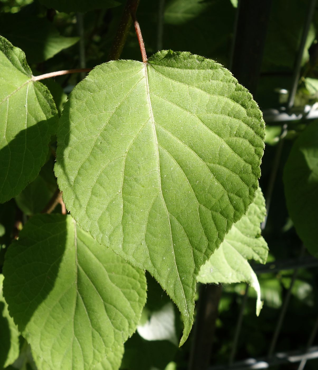 Изображение особи Actinidia kolomikta.