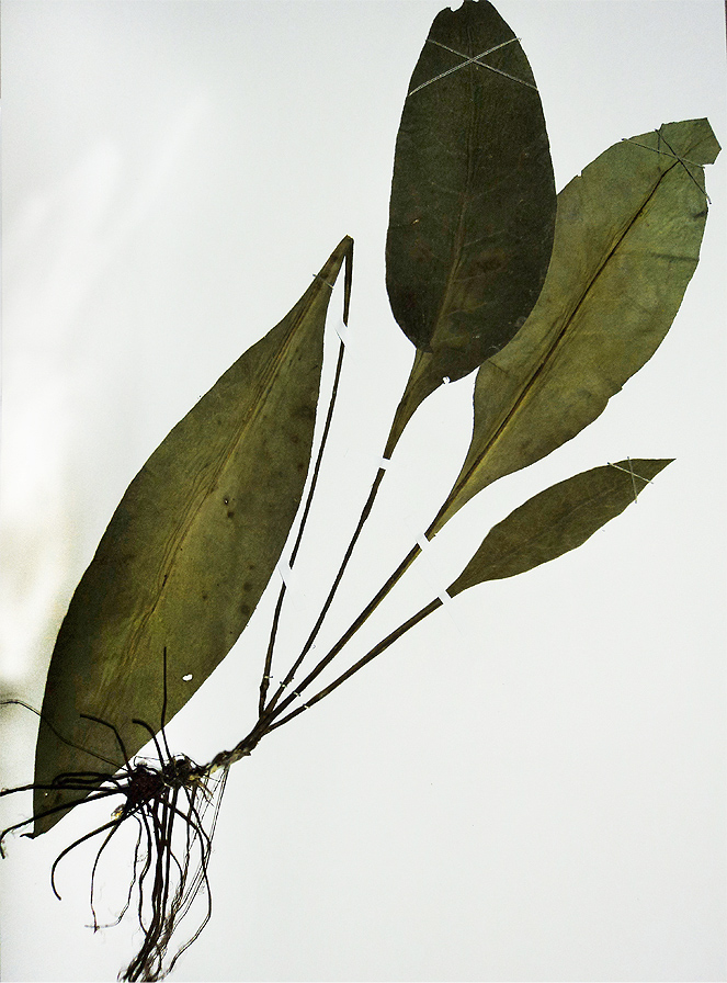 Image of Pulmonaria mollis specimen.