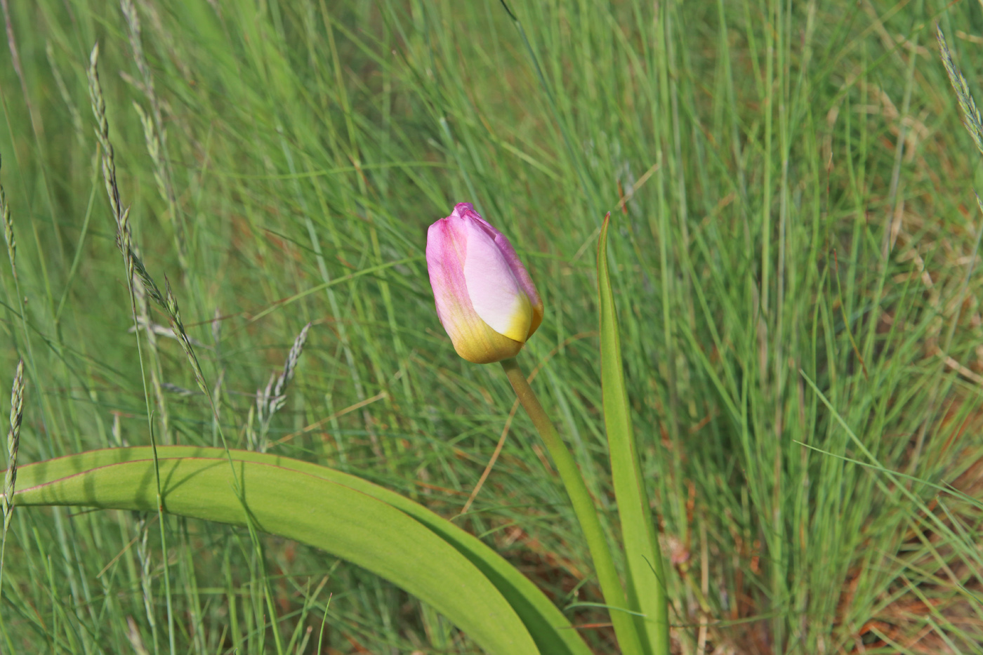 Image of Tulipa saxatilis specimen.