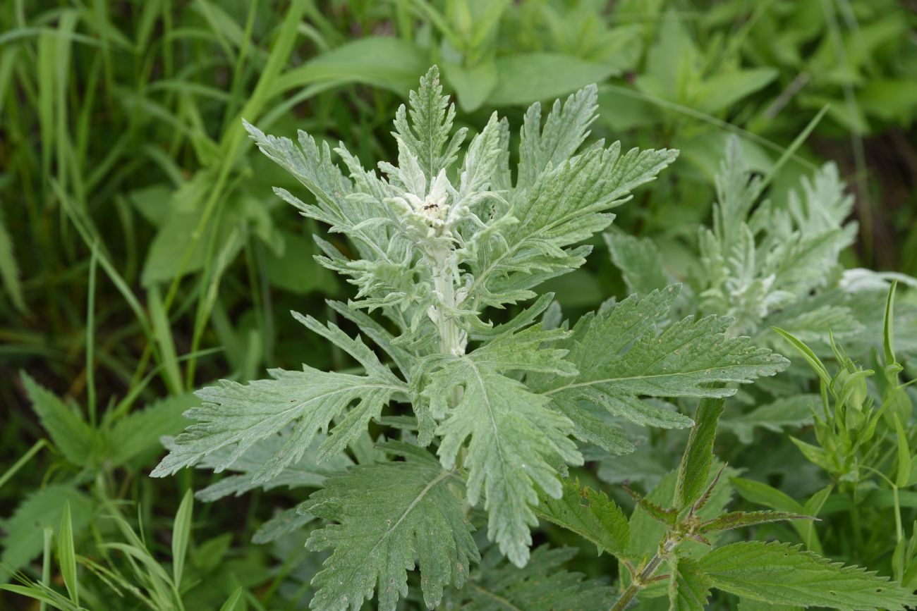 Изображение особи Senecio grandidentatus.