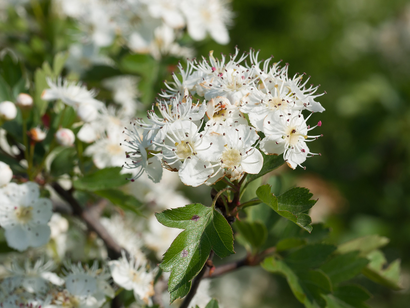 Image of Crataegus rhipidophylla specimen.