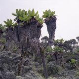 Dendrosenecio adnivalis. Вегетирующее растение. Уганда, горы Рувензори, выс. 4100 м н.у.м., мурленд. 25.01.2005.