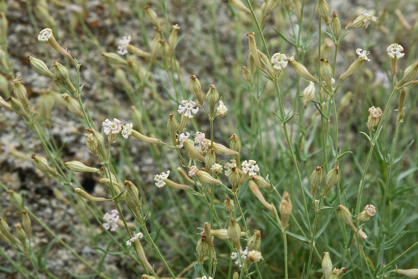 Изображение особи Silene brahuica.