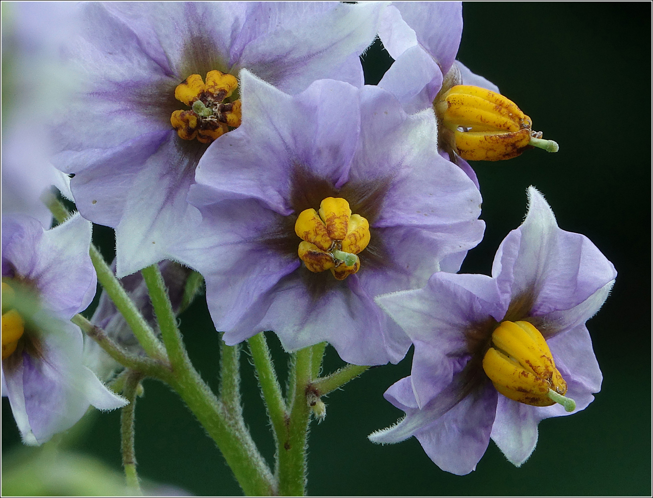 Image of Solanum tuberosum specimen.