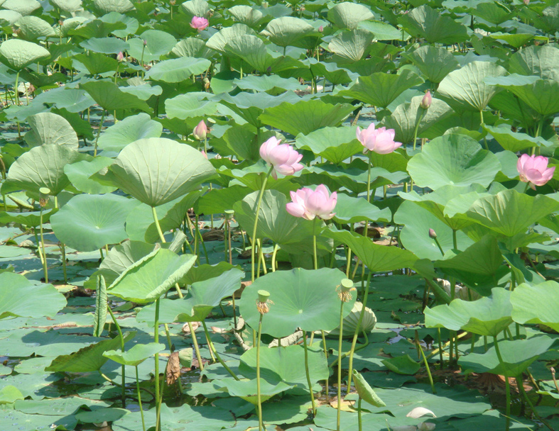 Image of Nelumbo komarovii specimen.