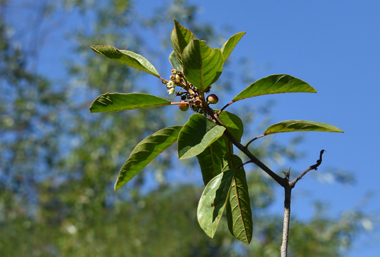 Изображение особи Frangula alnus.