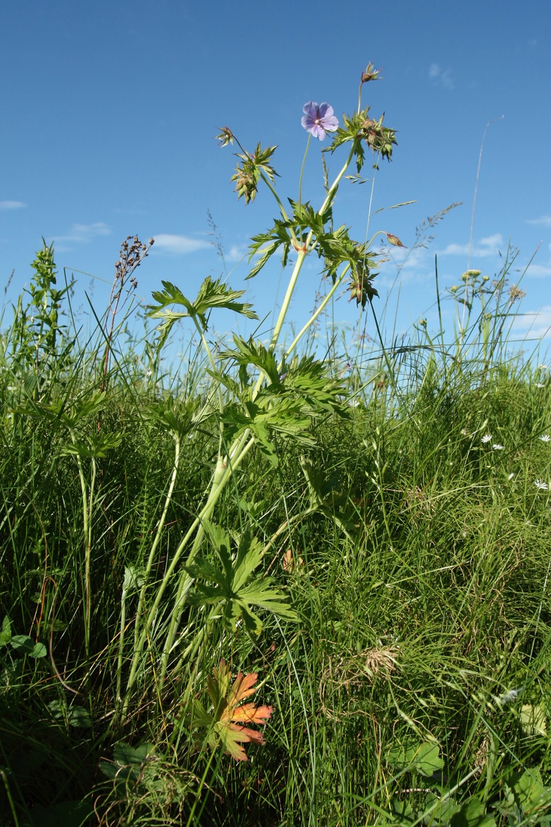 Image of Geranium pratense specimen.