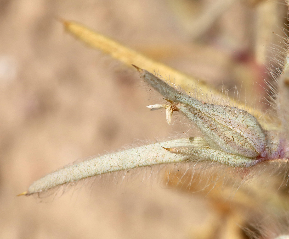 Image of Halimocnemis macrantha specimen.