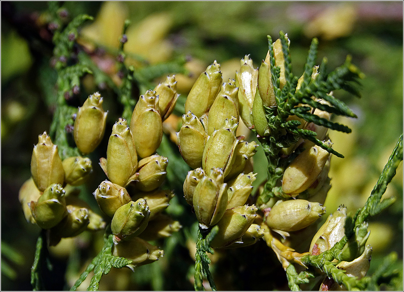 Изображение особи Thuja occidentalis.