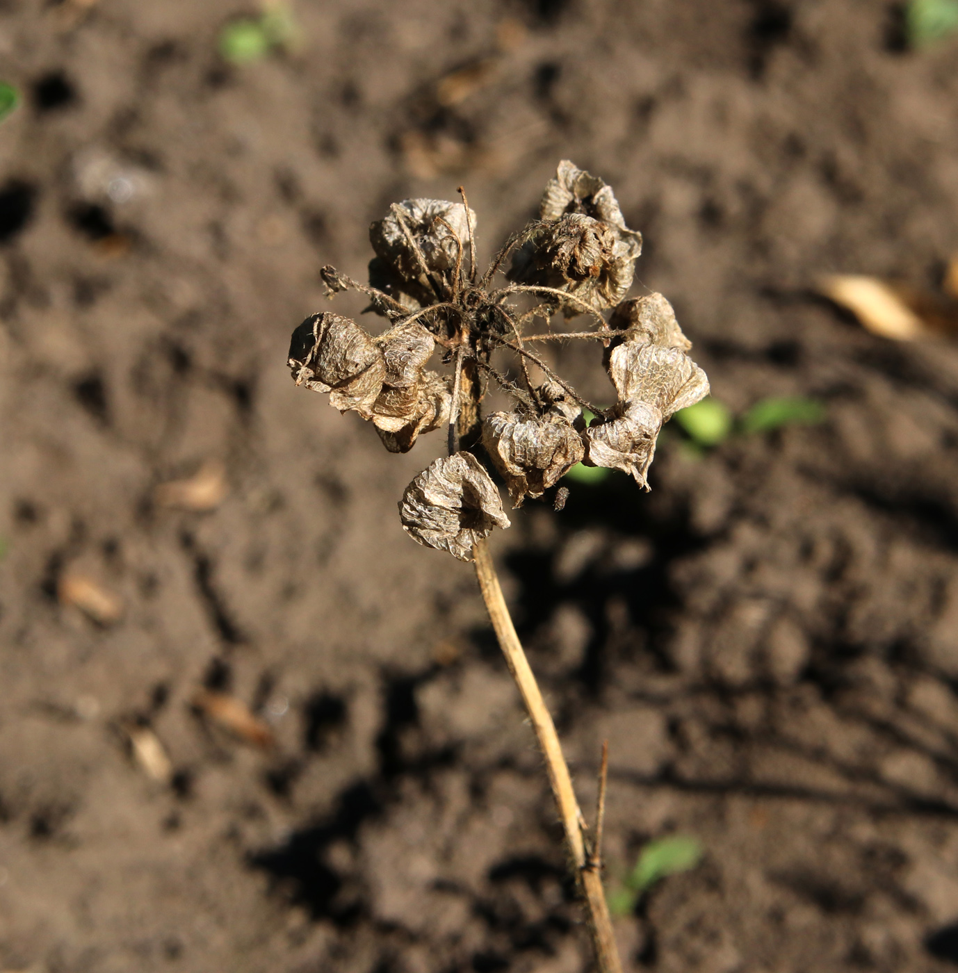 Image of Malva moschata specimen.