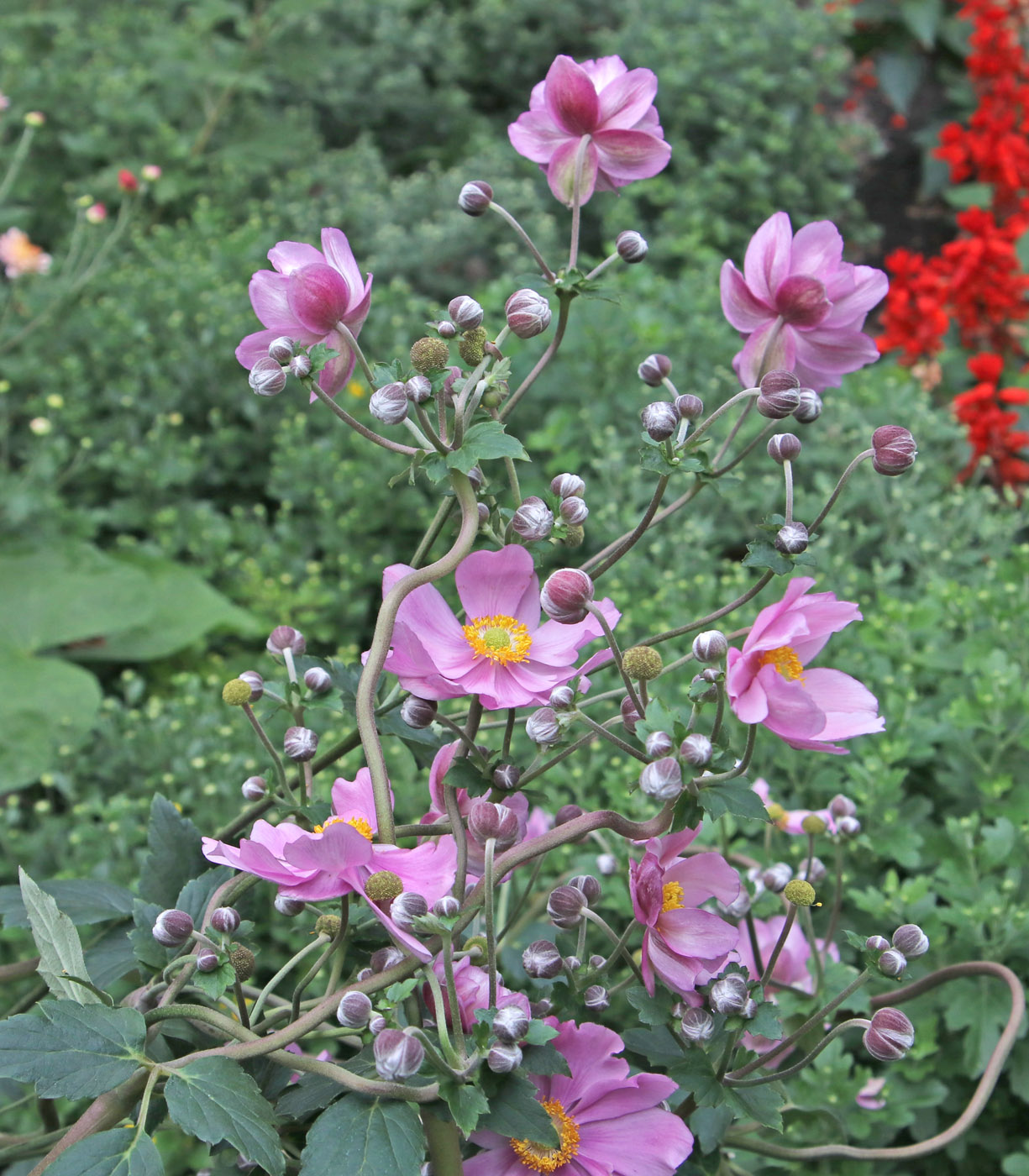 Image of Anemone scabiosa specimen.