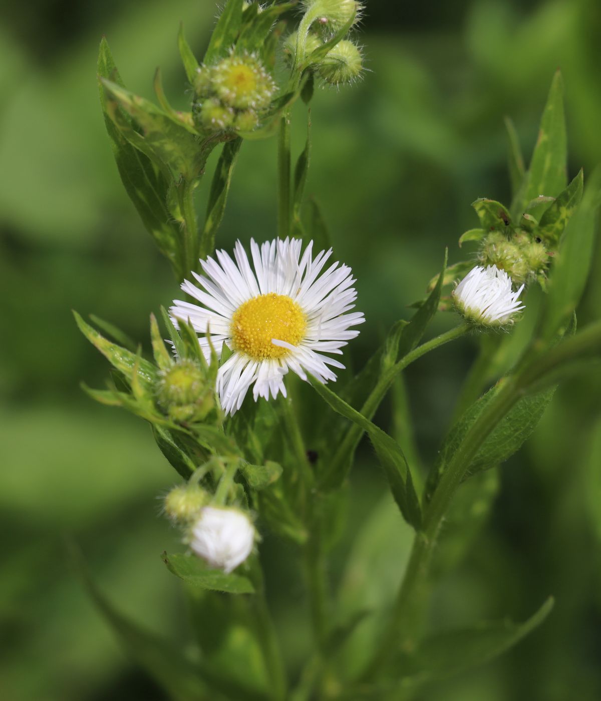 Изображение особи Erigeron annuus.