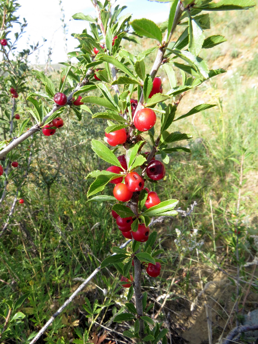 Изображение особи Cerasus tianshanica.