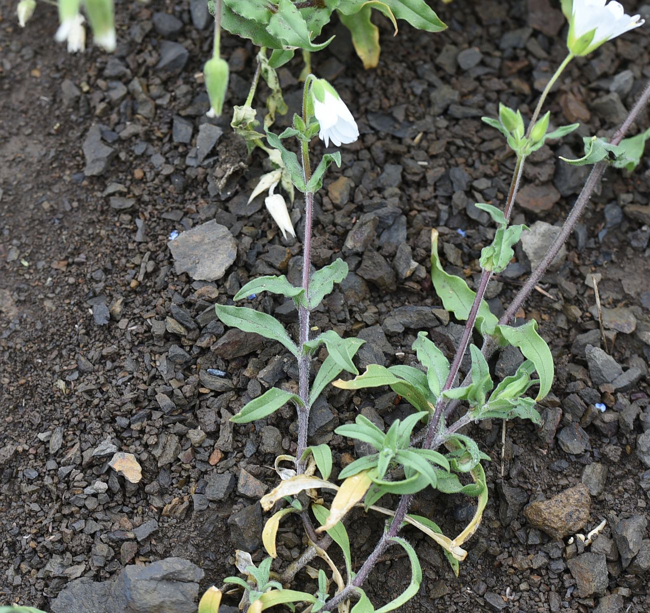 Image of Cerastium multiflorum specimen.