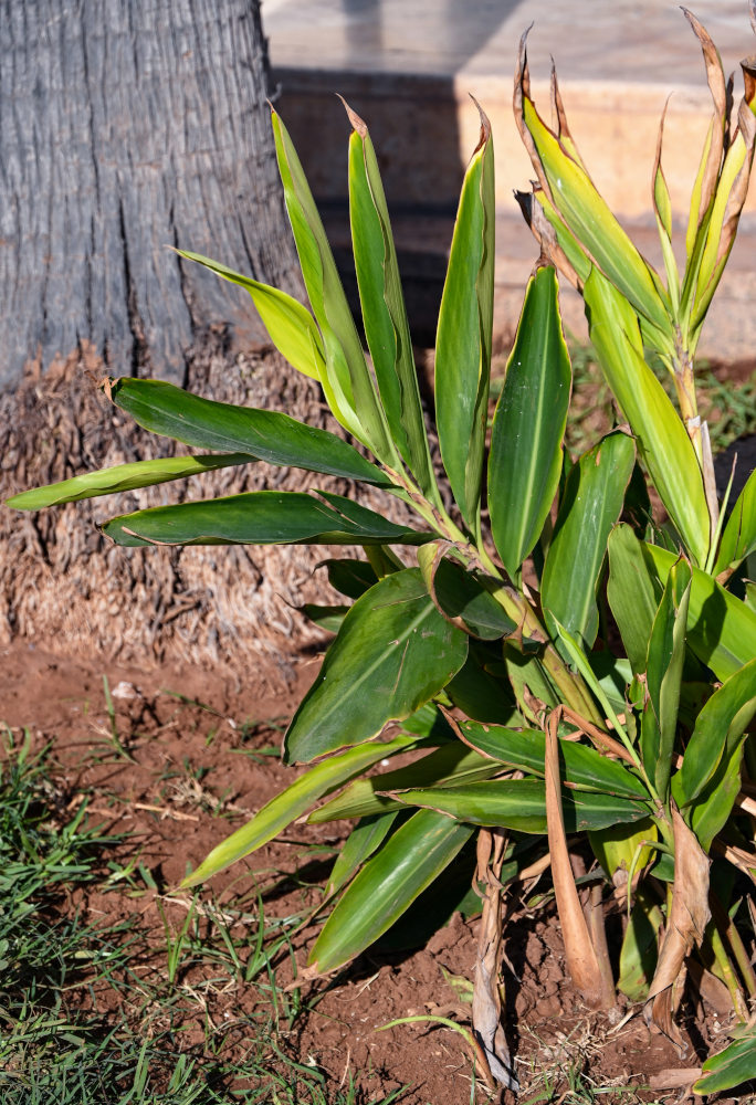 Image of Alpinia zerumbet specimen.