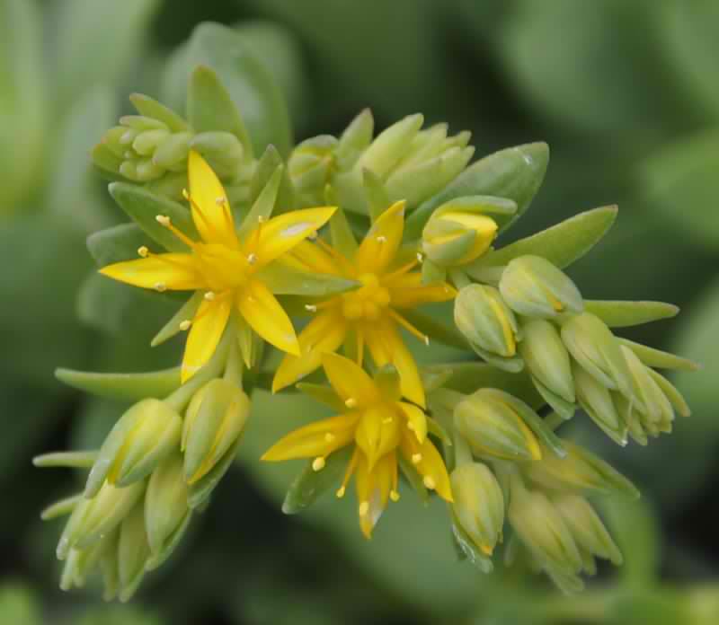 Image of Sedum palmeri specimen.