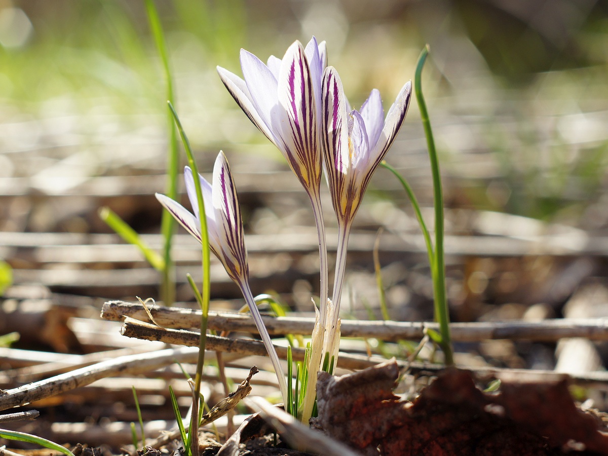 Изображение особи Crocus reticulatus.