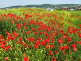 Papaver rhoeas. Цветущие растения в сообществе с Rapistrum rugosum. Краснодарский край, Анапский муниципалитет, г. Анапа, р-н Горгиппия, пустырь. 30.05.2021.