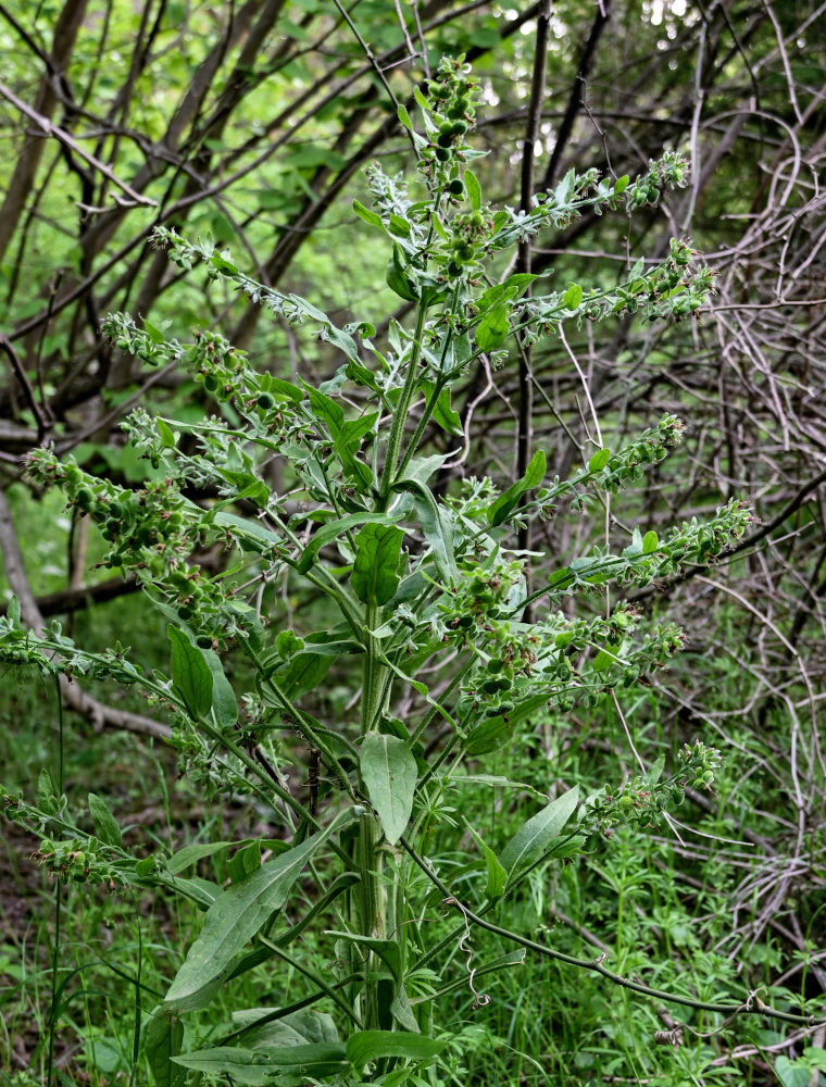 Изображение особи Solenanthus biebersteinii.