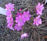 Hepatica nobilis